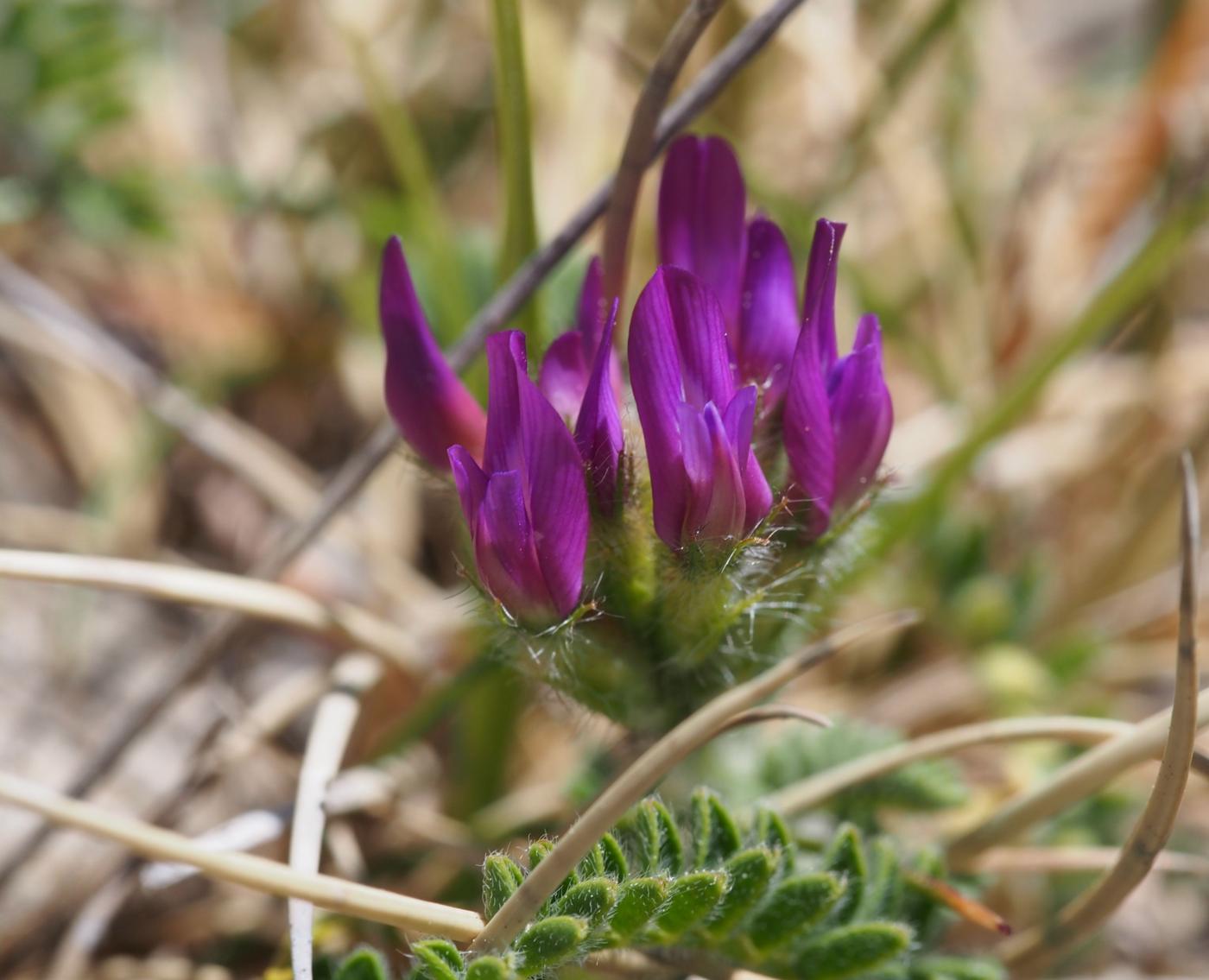 Milk-vetch, Purple flower